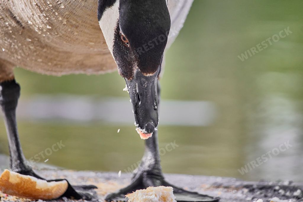 the Close-up shot of a Canadian goose eating bread in the park