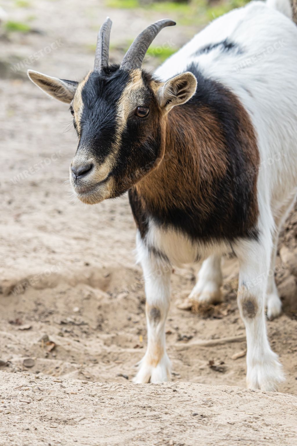 A vertical front view shot of a baby goat staring at something