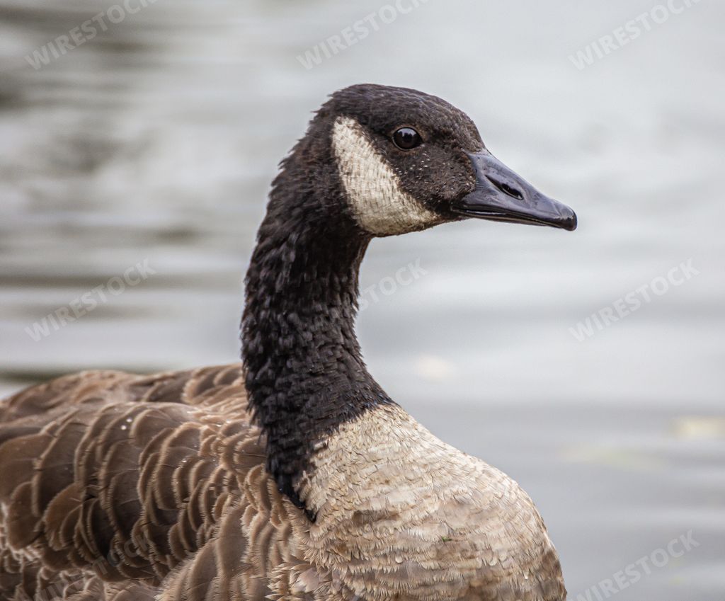 A portrait of a beautiful Canada goose swimming in the lake