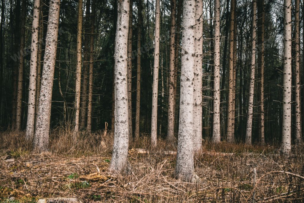A forest covered in grass and trees with a dark background during the autumn