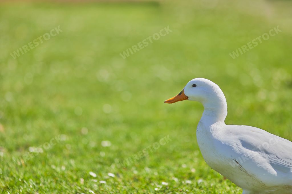 A closeup shot of an American Pekin duck standing on the grass in the park in bright sunlight with blurred background