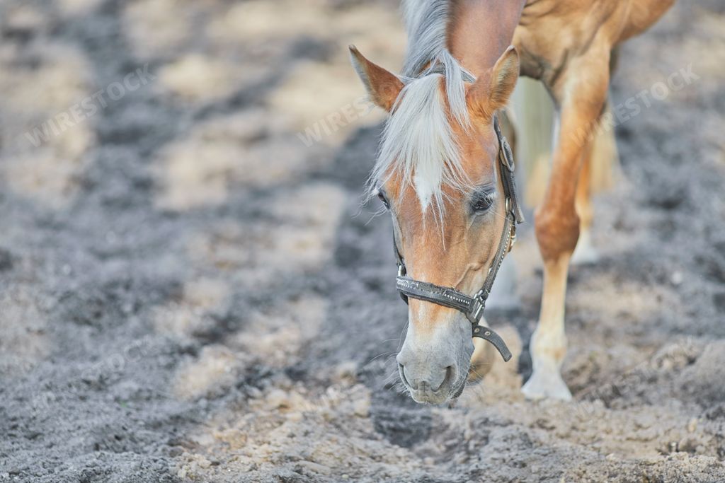 A beautiful shot of a brown horse sniffing the ground while walking around the stable on a sunny day