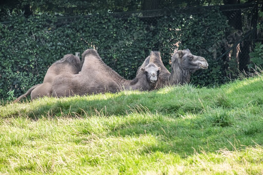 A pair of camels resting on a green field