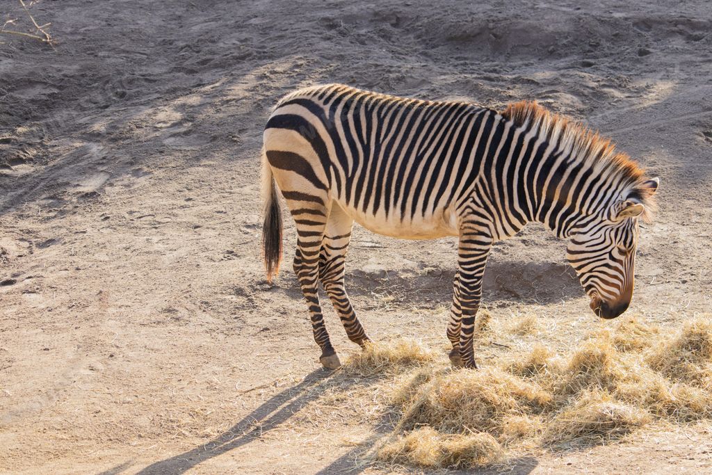 A high angle shot of a zebra eating hay in a zoo