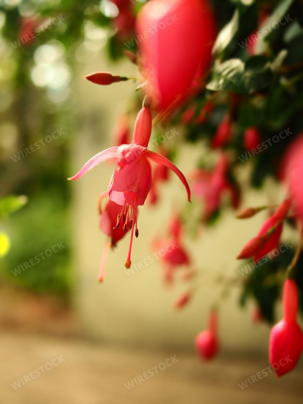A closeup shot of a fuschia plant with a blurred background