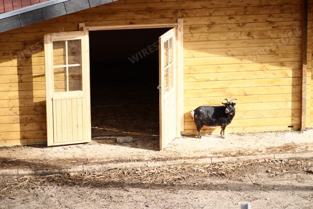 A black goat standing in front of a wooden barn in a farm under the sunlight
