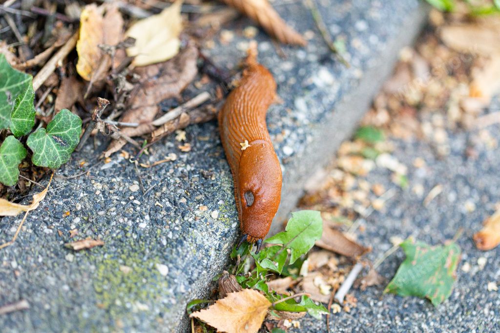 A closeup shot of a brown slug creeping on the concrete floor with a blurred background