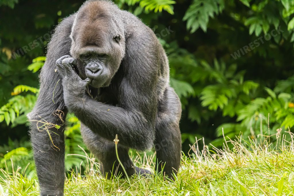 A black furry big gorilla on the grassy field in the zoo