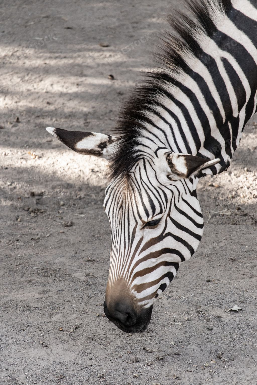 A vertical shot of zebra on the zoo