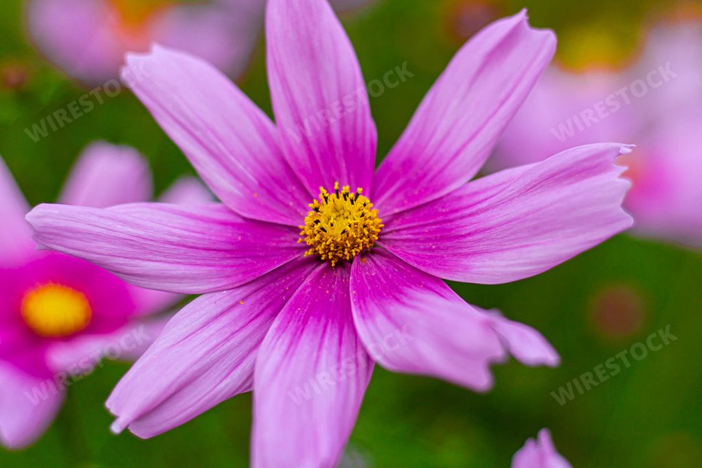 A closeup landscape shot of a purple cosmos plant with a blurred in the background
