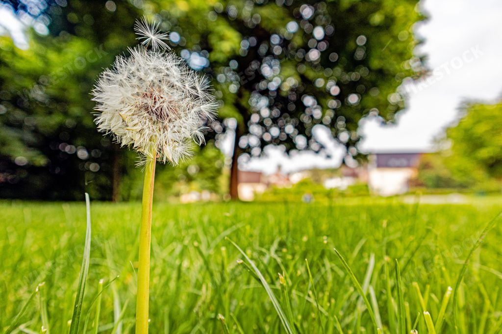 A closeup shot of a white dandelion flower with a blurred grass, tree in the background