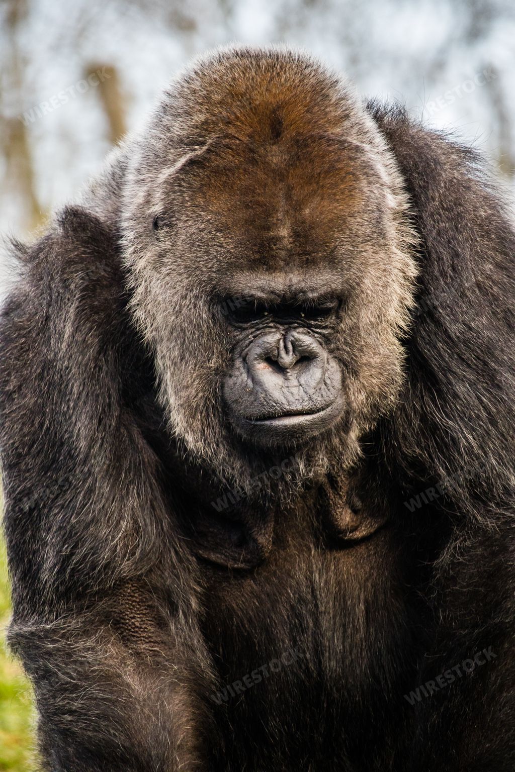 A closeup sot of a sad gorilla looking down on the ground