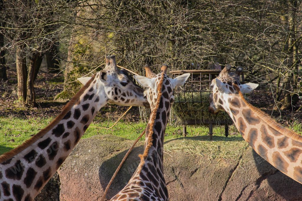 A closeup shot of three giraffe in a zoo eating hay from a feeder on top of a concrete wall