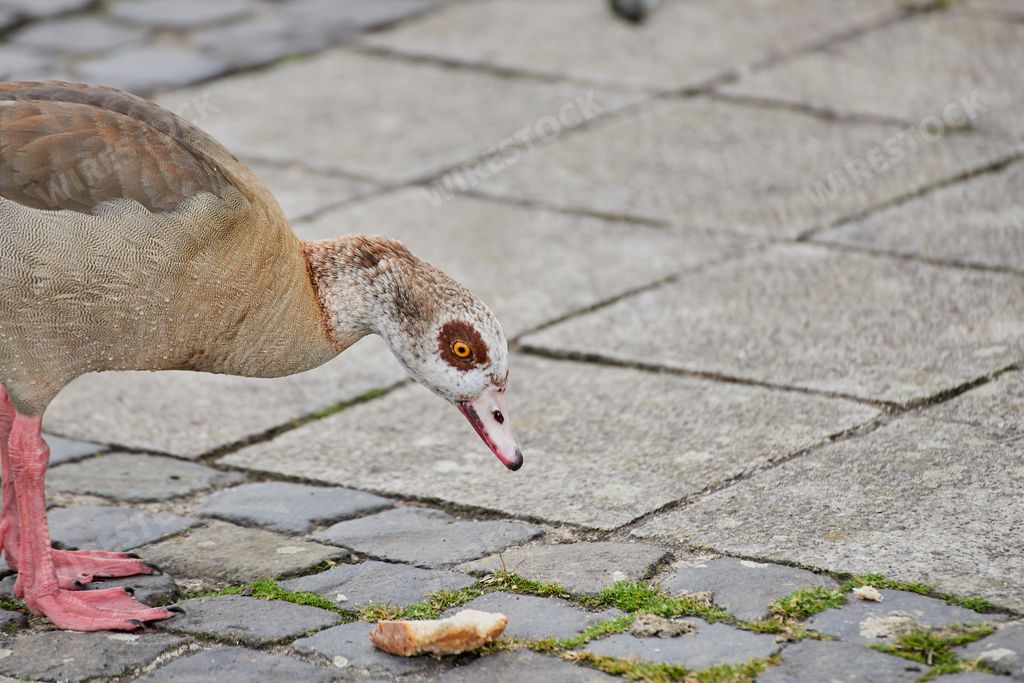 A closeup of the Egyptian goose pecking bread, Alopochen aegyptiaca.