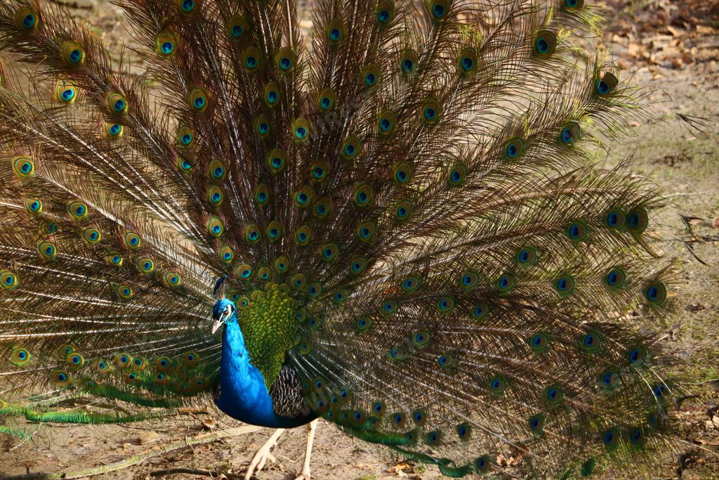 A closeup of a peacock with open feathers in a field under the sunlight