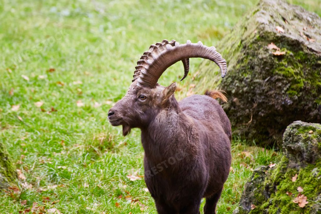 A selective of a Siberian ibex (Capra sibirica) in greenery