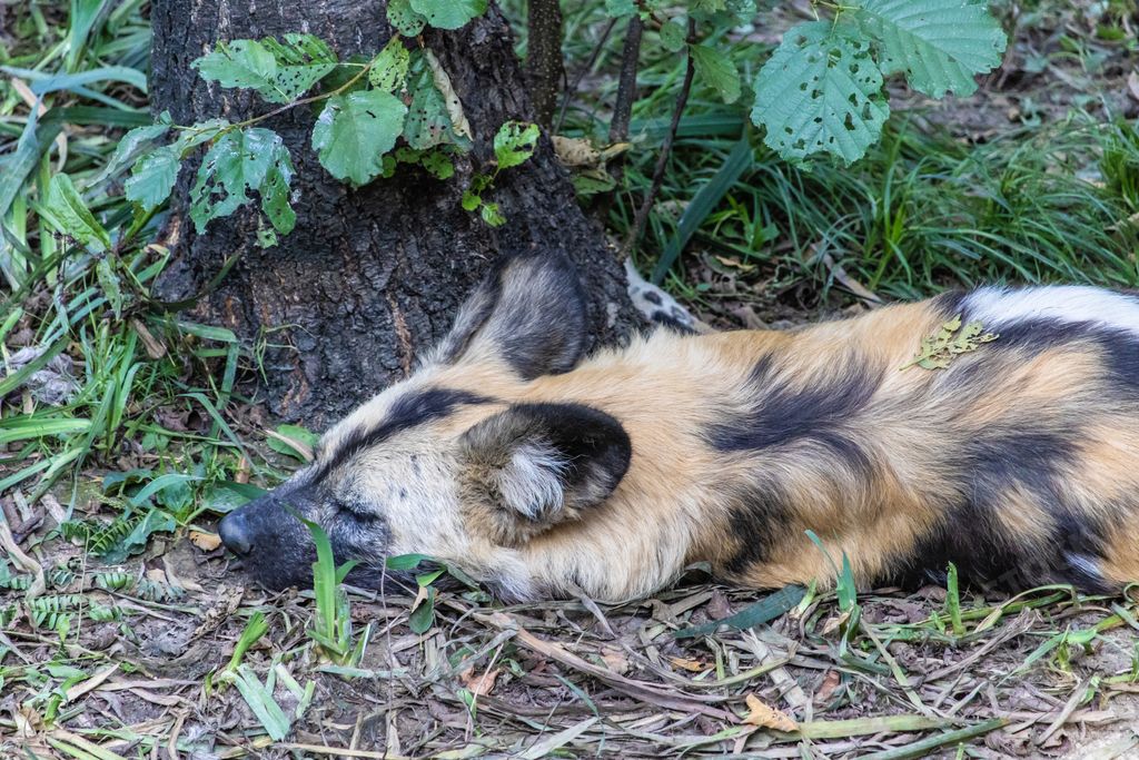 A view of sleeping hyena on the ground
