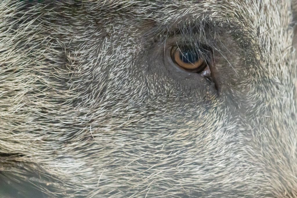 A closeup shot of wild boar eye
