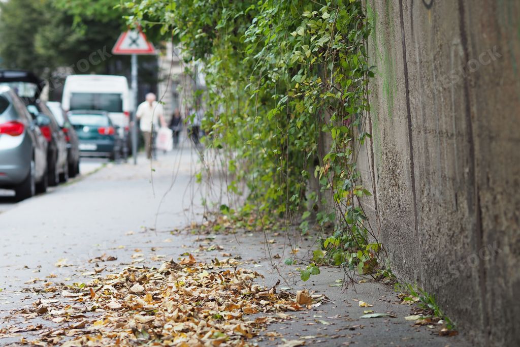A wide angle shot of plants growing on a wall in the street