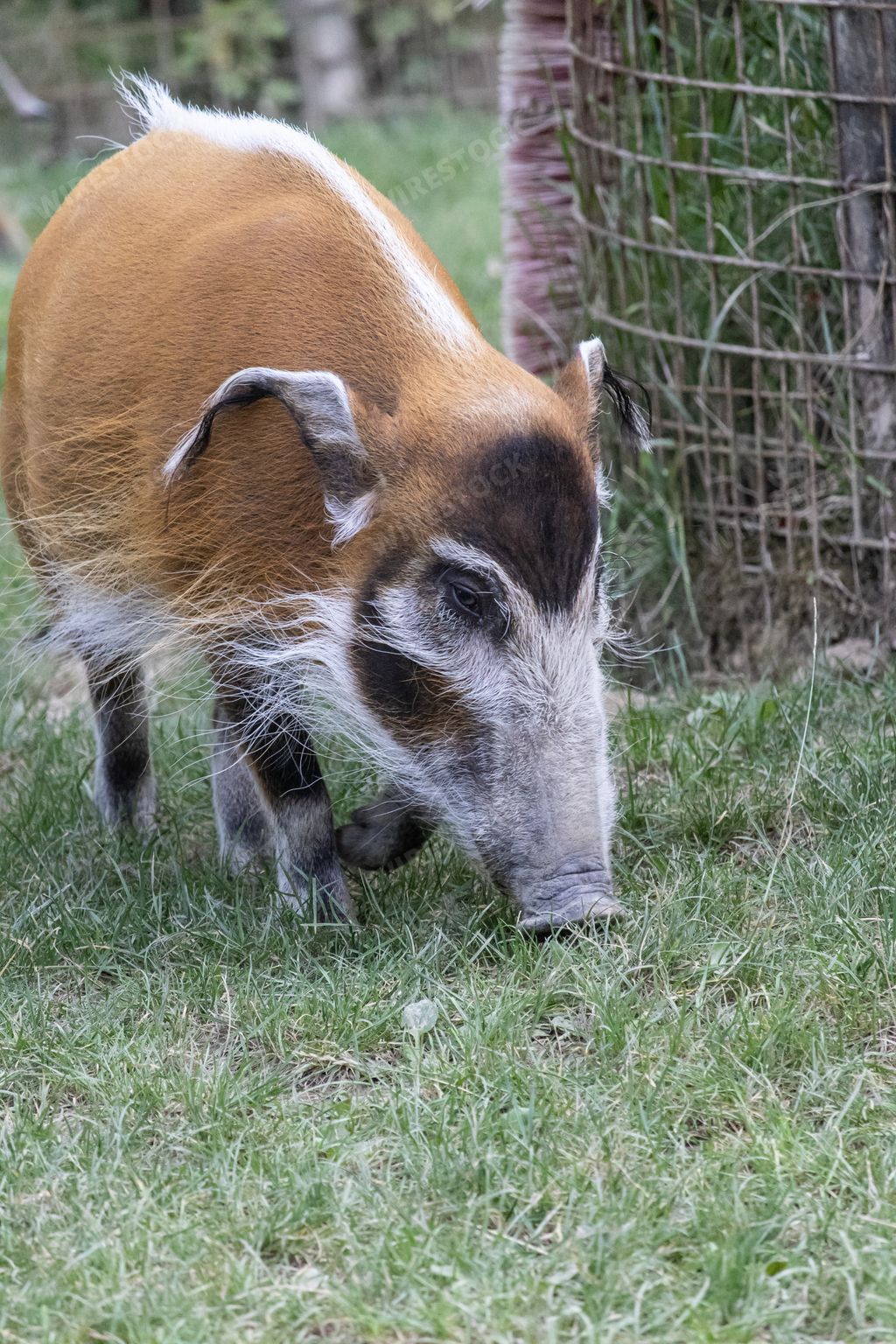 A vertical shot of brush eared pig eating grass on the ground