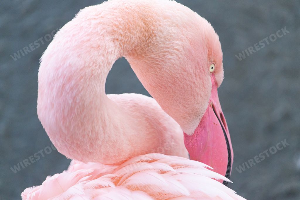 A closeup shot of a flamingo resting its head on its back