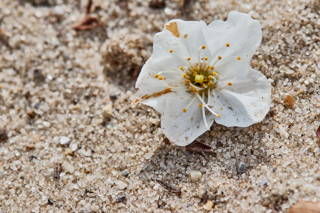A closeup shot of a cherry blossom flower on the ground