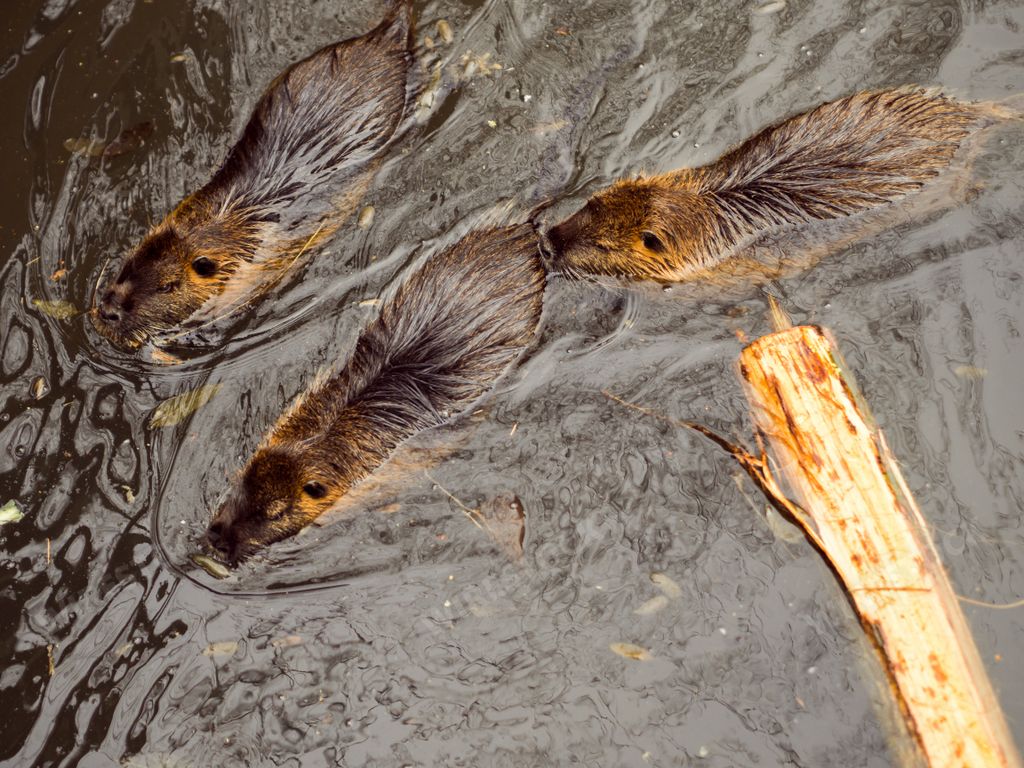 A high-angle shot of three mammalian otters swimming in the water