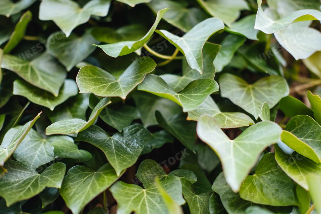A closeup shot of bright green Madeira ivy leaves grown in a garden with copyspace