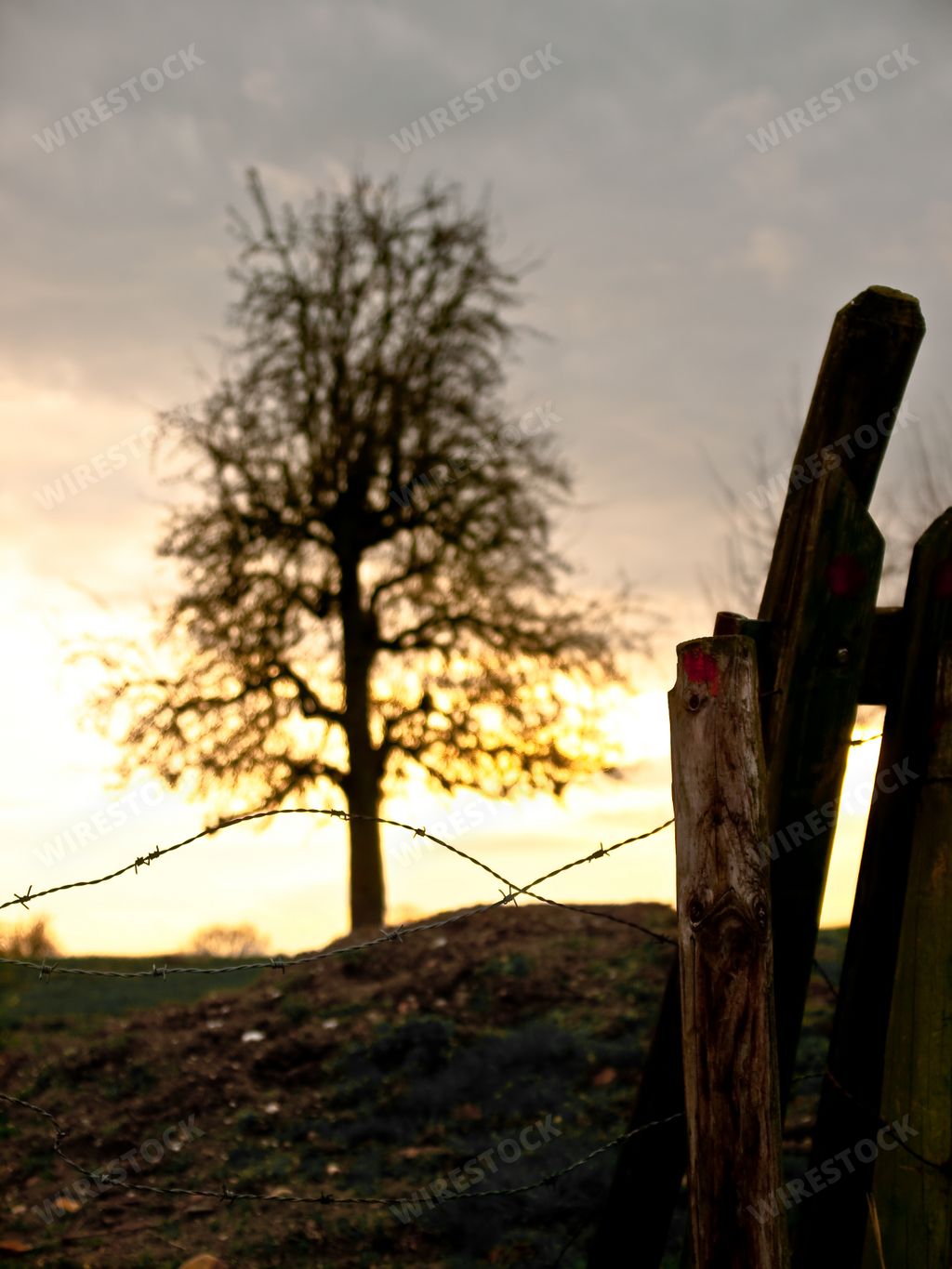 A vertical shot of a tree and a wooden fence during sunset