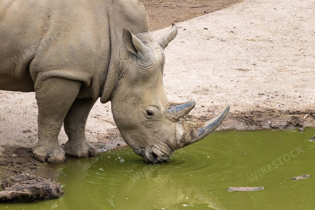 A closeup shot of a rhino drinking from a green pond