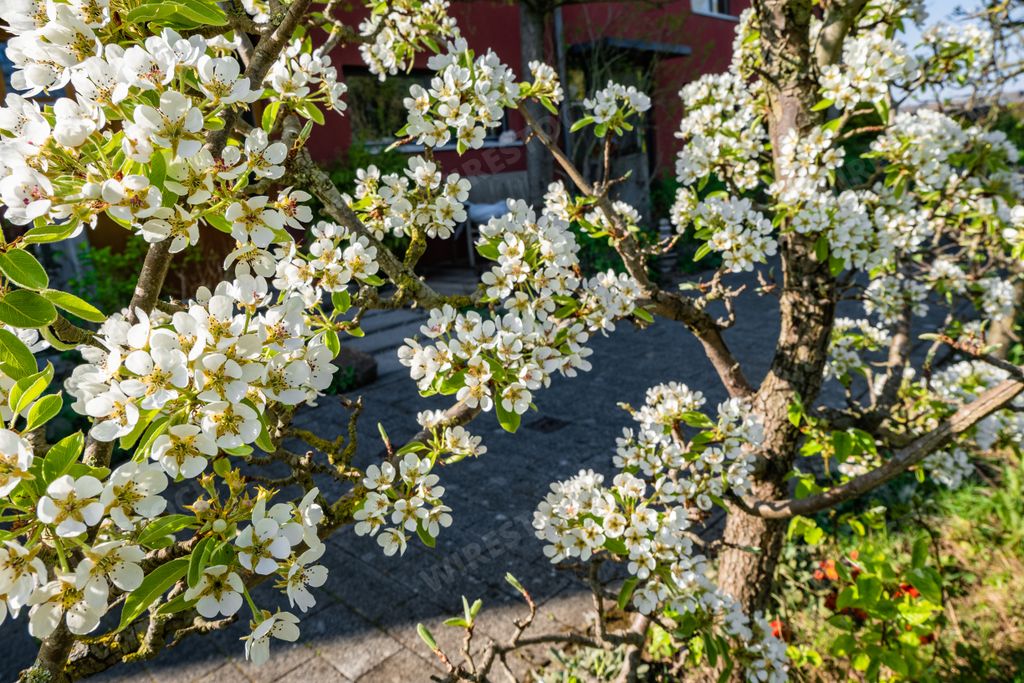 The branches of apple blossom flowers on the trees in the yard