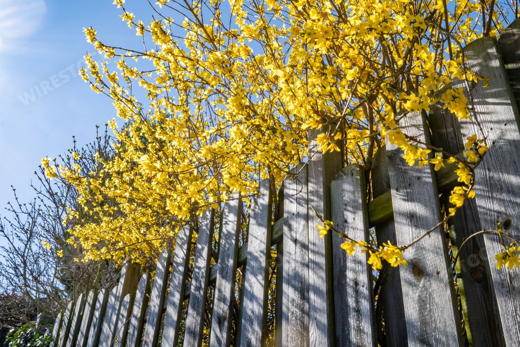 The beautiful yellow flowers on the tree