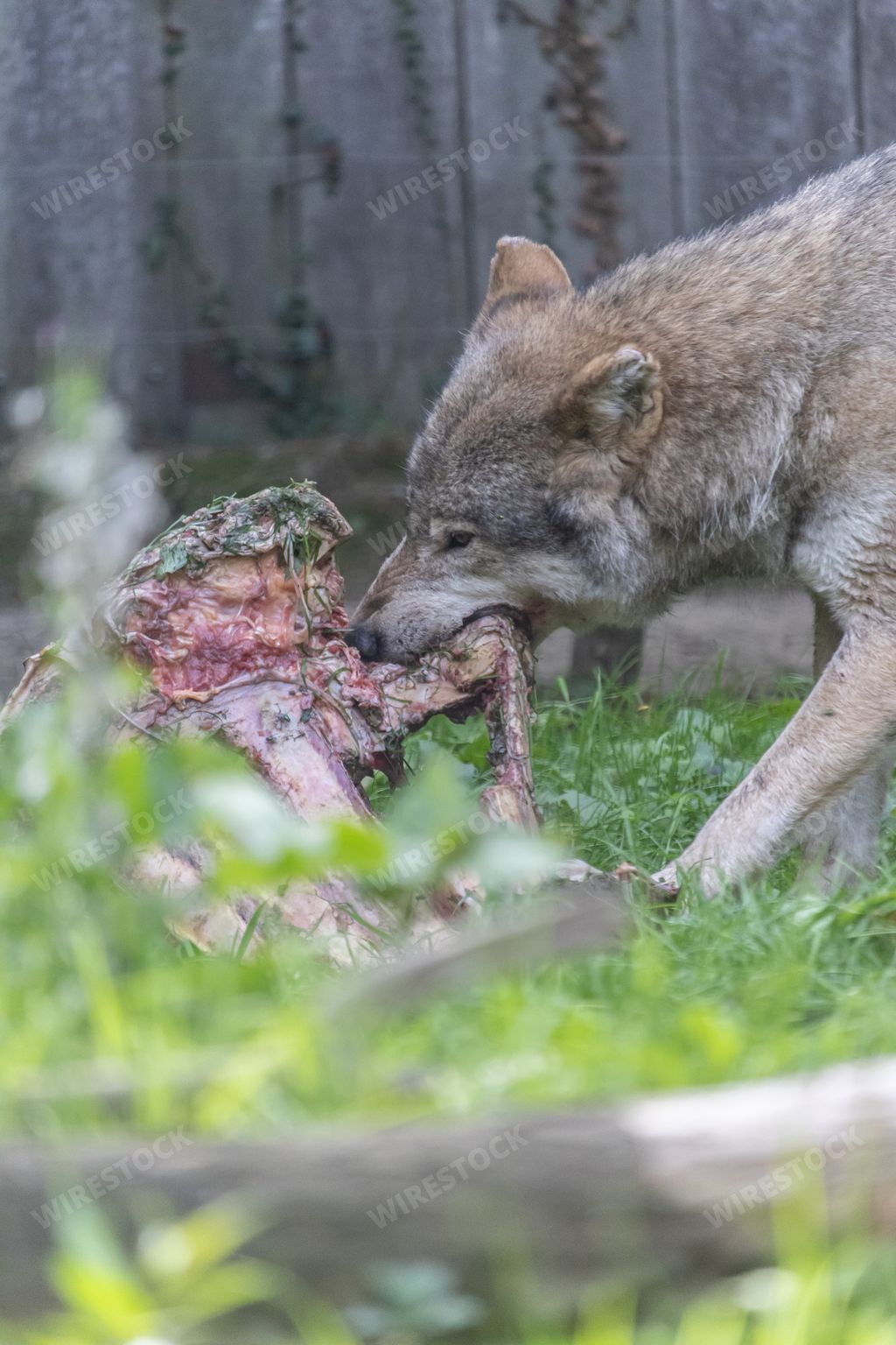 A vertical shot of a grey wolf eating meat and bones in the forest