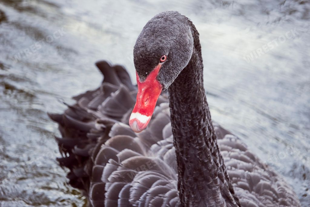 A close-up color shot of a black swan with a red beak.