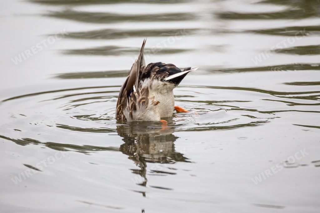 A duck diving underwater in a lake looking for food