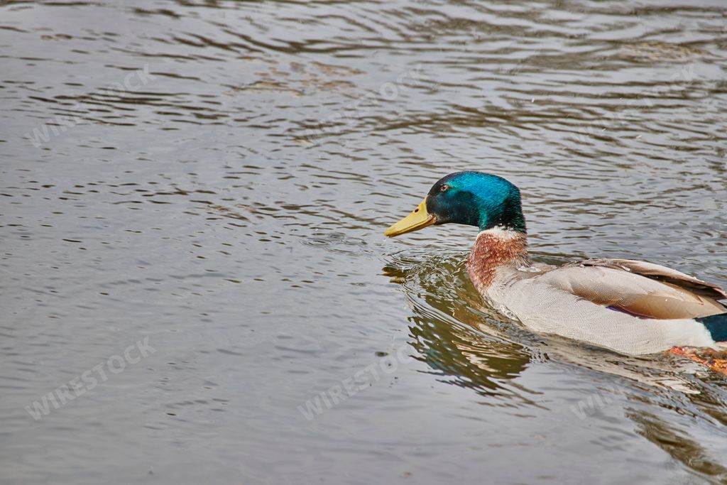 A closeup shot of a mallard swimming in the lake