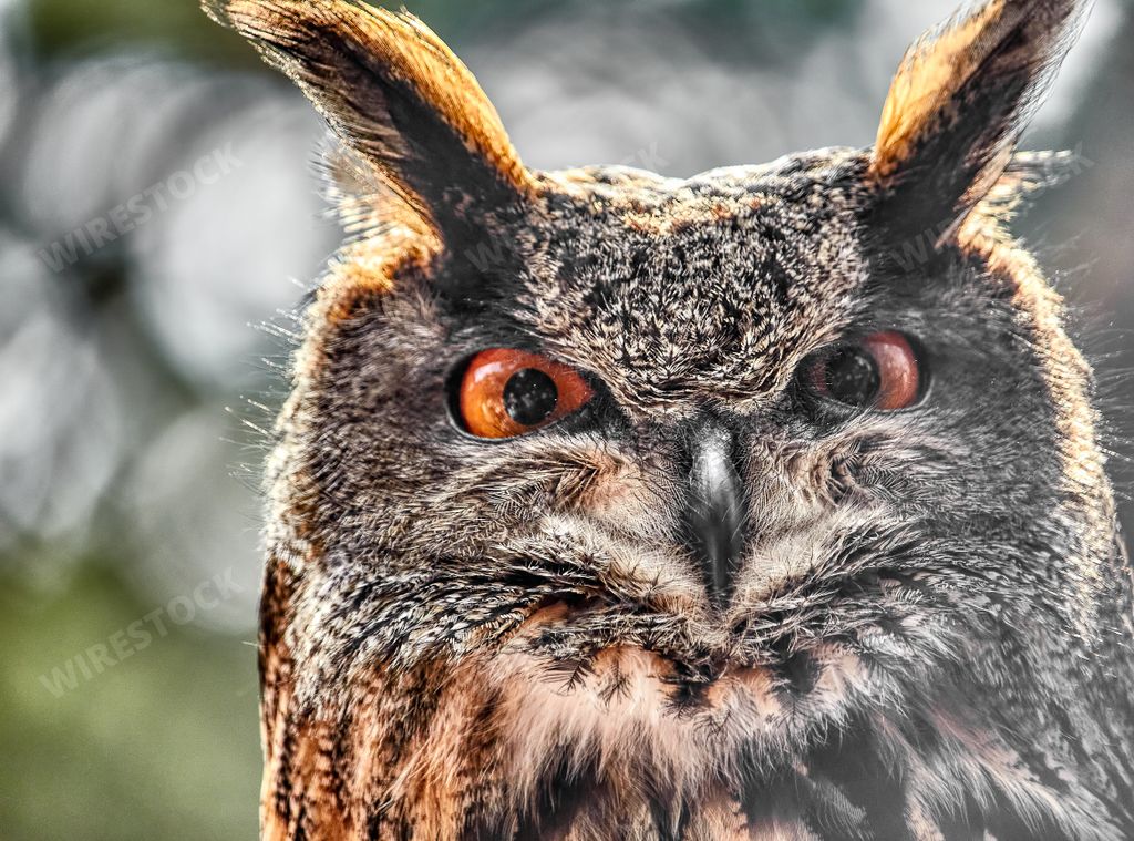 A closeup shot of an eagle owl looking at the camera in Gangelt wild park, Germany