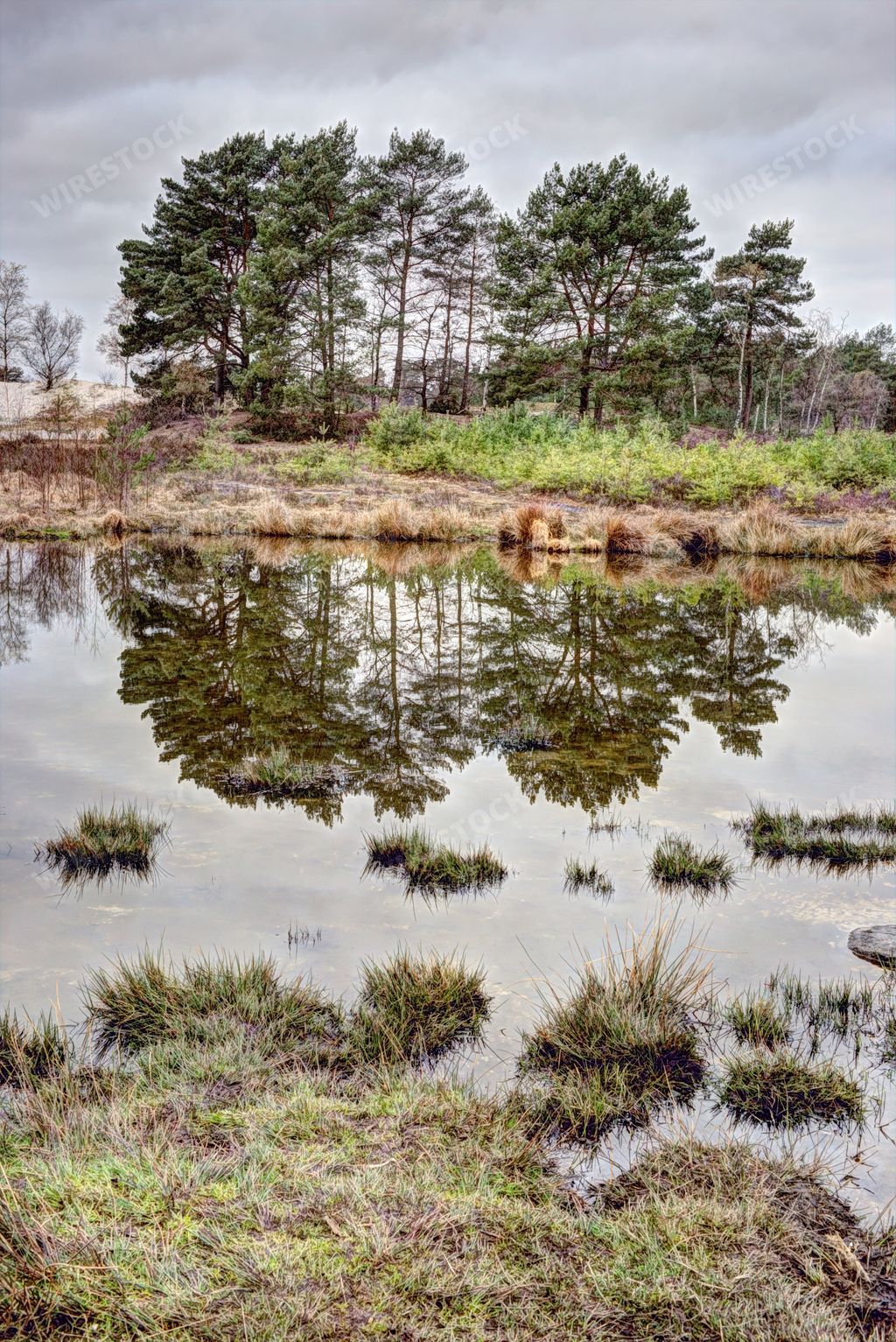 A beautiful shot of trees reflecting on water in Koversada island, Croatia