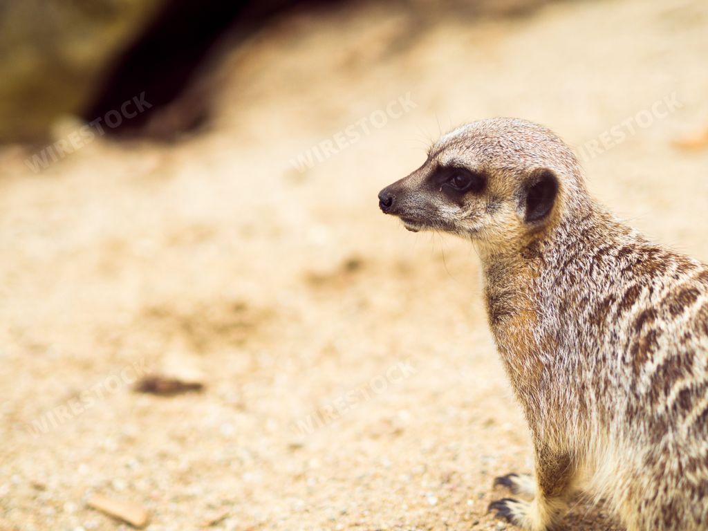 A closeup landscape shot of a meerkat facing side view with a blurred background