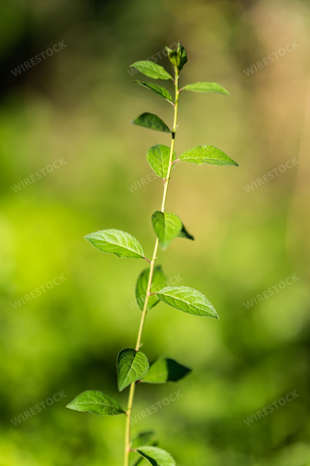 A vertical shot of a long plant stem with green leaves on a blurred