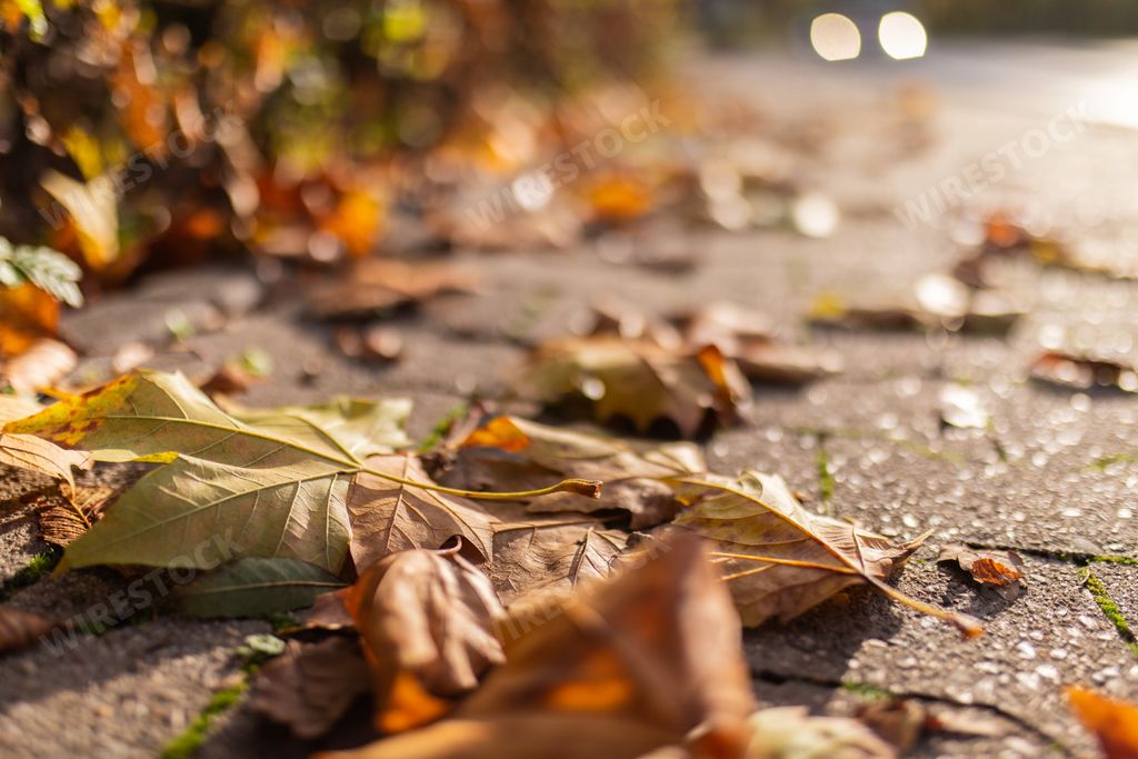 A closeup of dried leaves on the ground under the sunlight in autumn with a blurry background