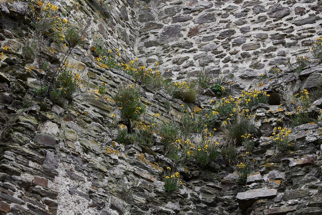 A view of yellow flowers growing in the walls of the ruins of the Lowenburg in Monreal