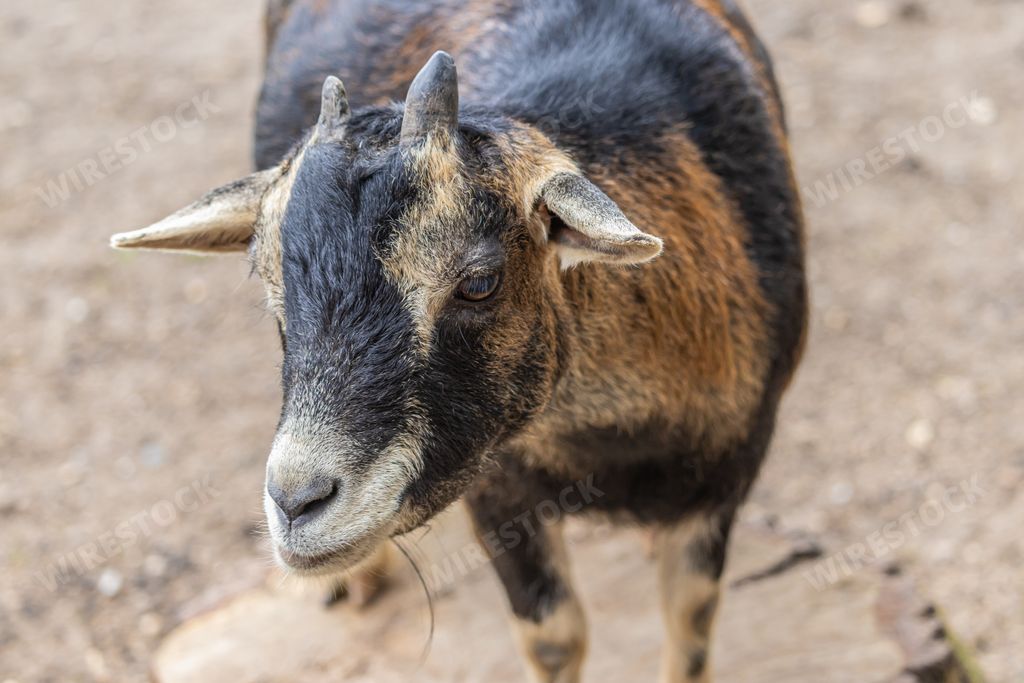 A high angle horizontal view of a baby goat on a blurry sand background