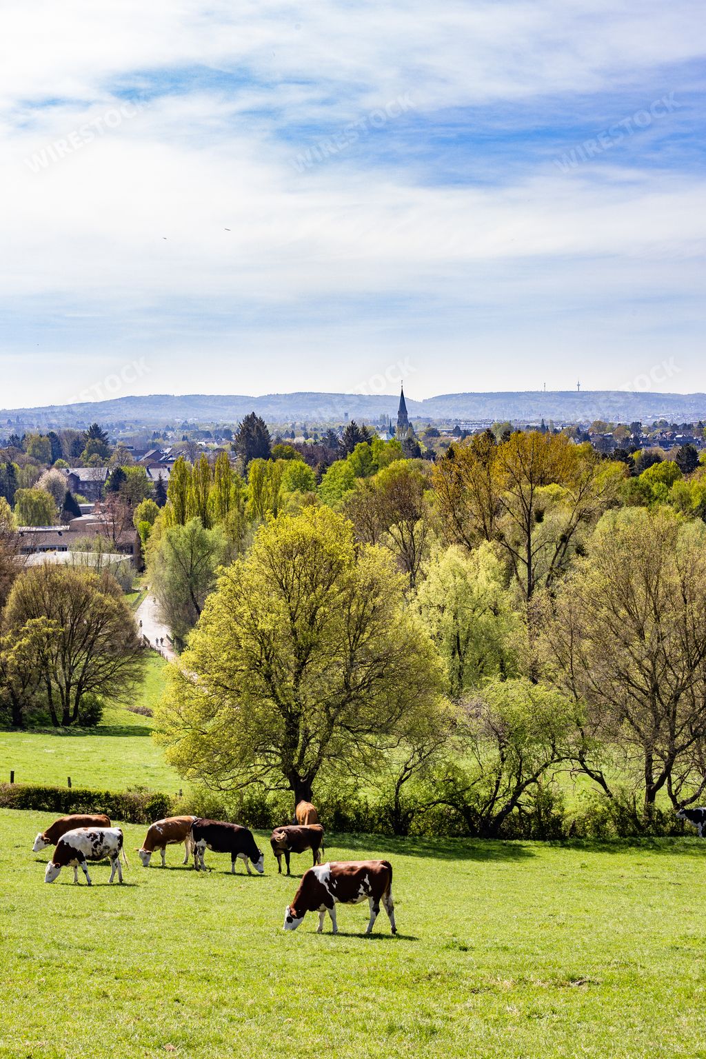 A herd of cows grazing on the pasture during daytime