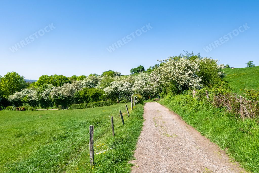 A beautiful scenery of white cherry blossoms in a field during daytime