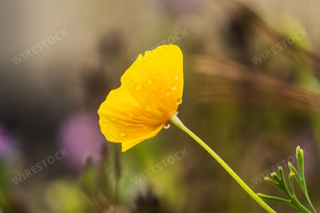 A closeup shot of water droplets on a tiny yellow flower after a drizzle