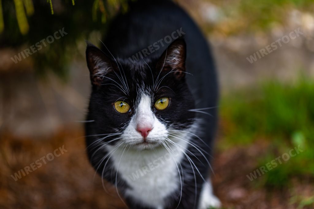 A beautiful shot of a cute black cat staring at the camera on the garden