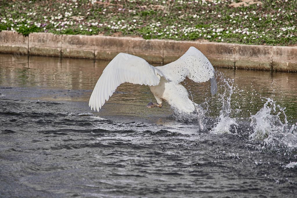 The beautiful shot of a white swan on a park's lake water