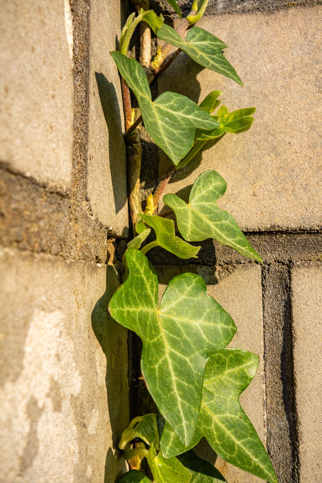A vertical shot of the leaves of ivy on the stone wall