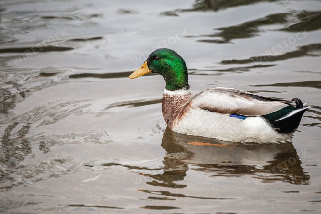 A cute male mallard duck swimming in a lake